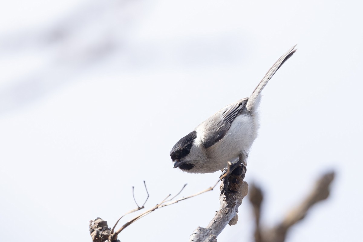 Mésange nonnette - ML643740405