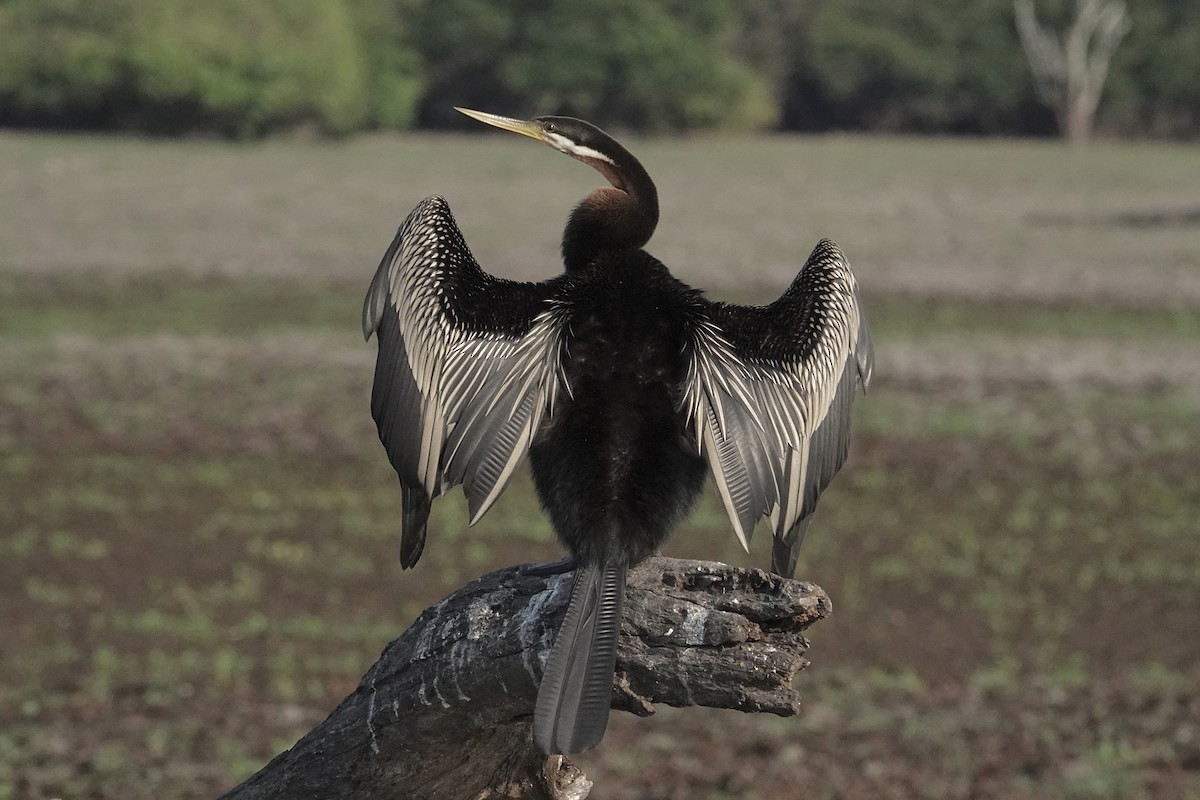 Australasian Darter - ML643740407