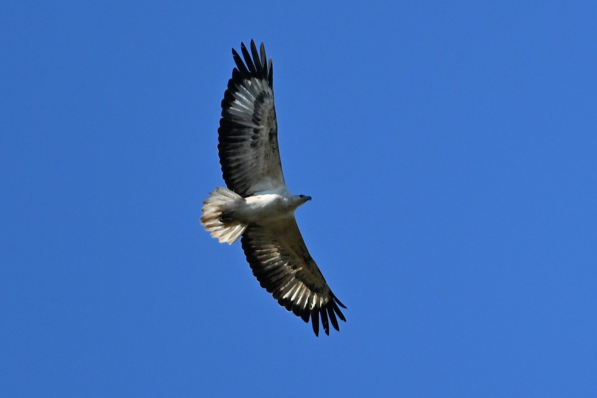 White-bellied Sea-Eagle - ML643740411