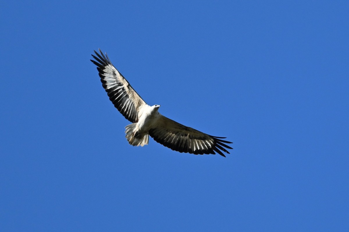White-bellied Sea-Eagle - ML643740412