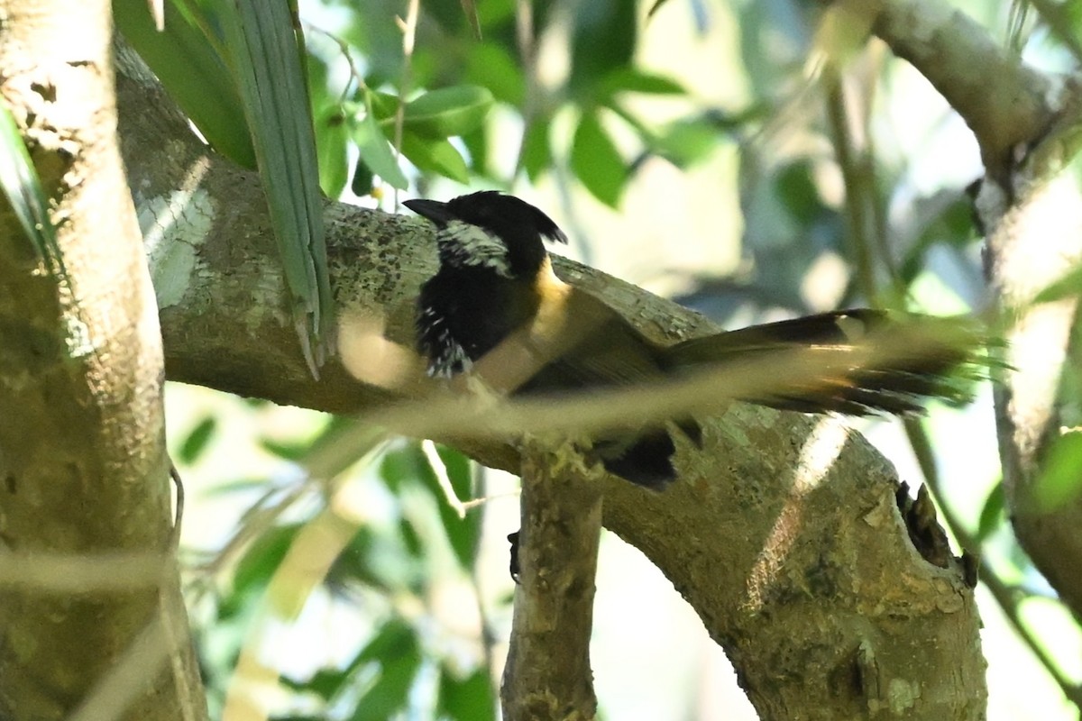 Eastern Whipbird - ML643740425