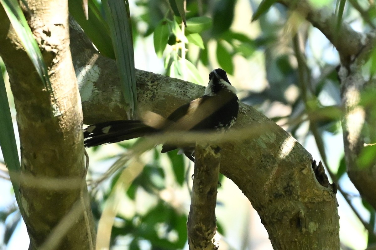 Eastern Whipbird - ML643740426