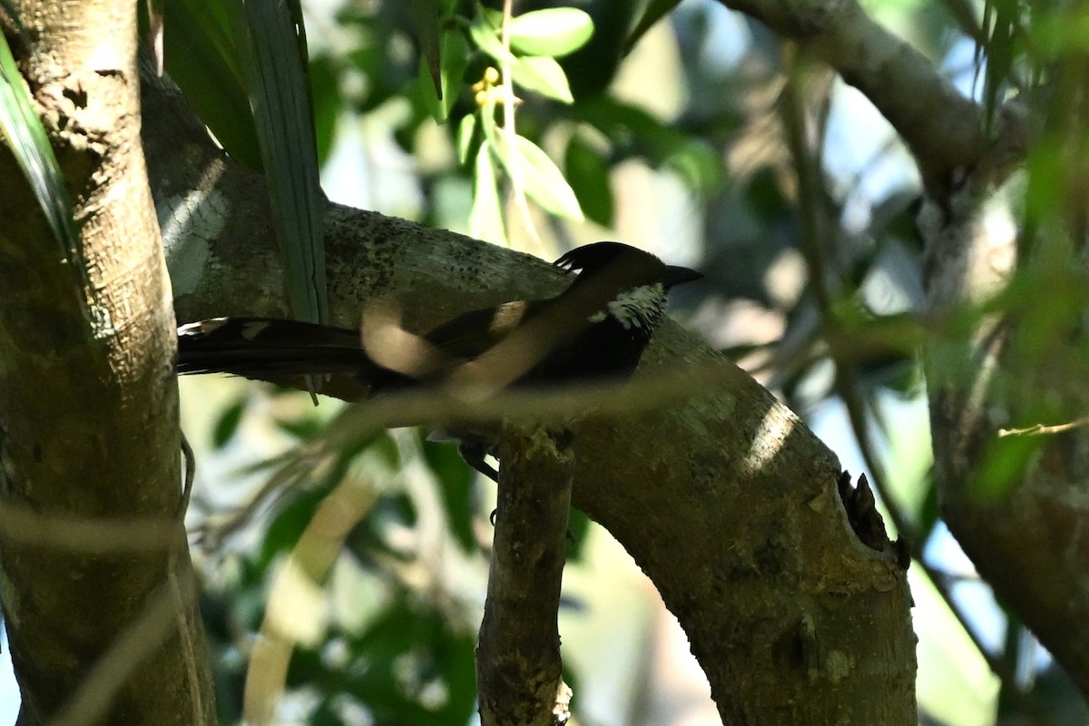 Eastern Whipbird - ML643740427