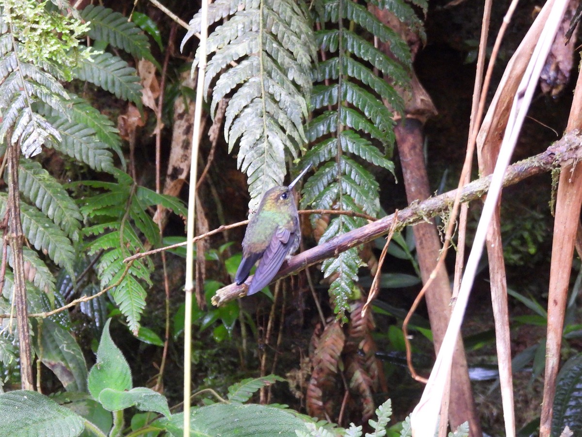Greenish Puffleg - ML643740430