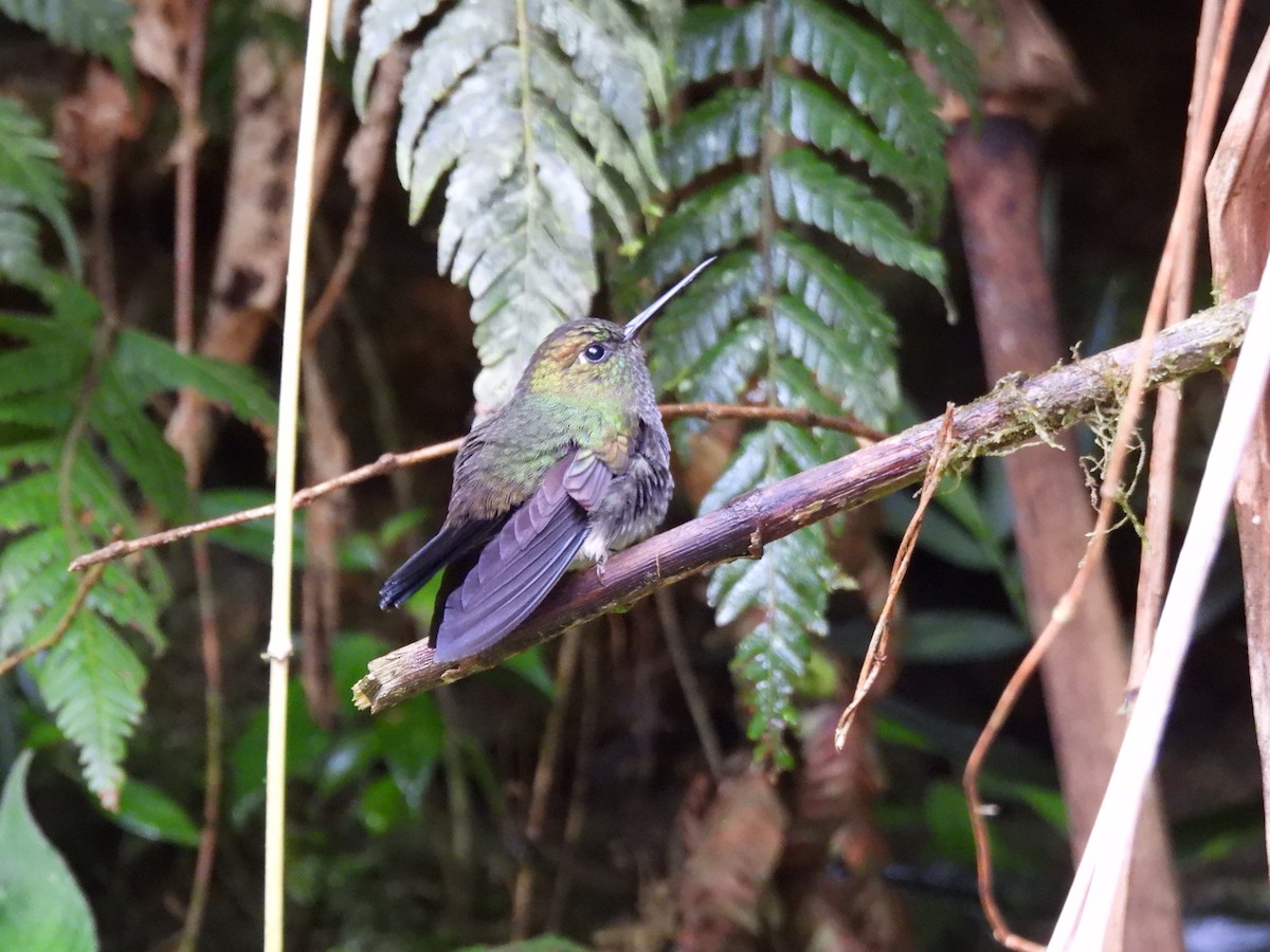 Greenish Puffleg - ML643740433