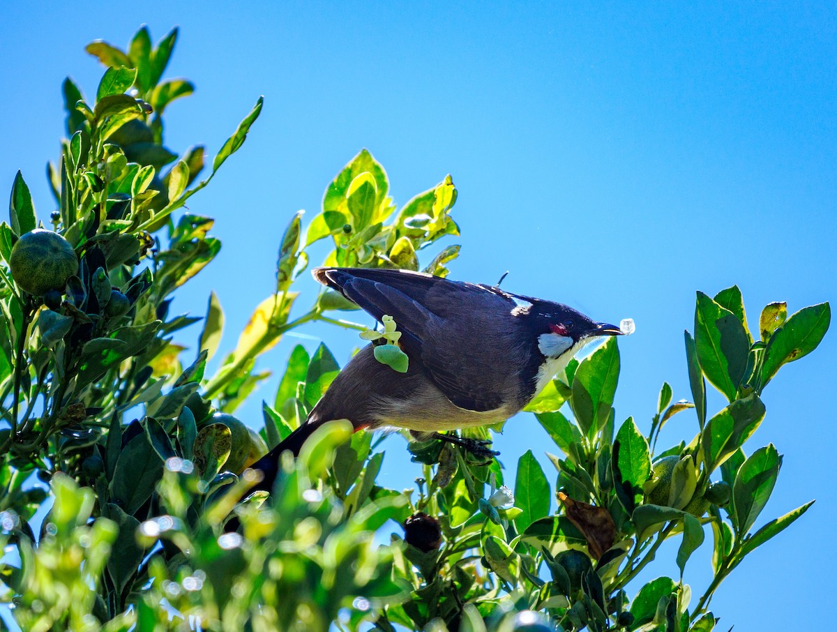 Red-whiskered Bulbul - ML643740437