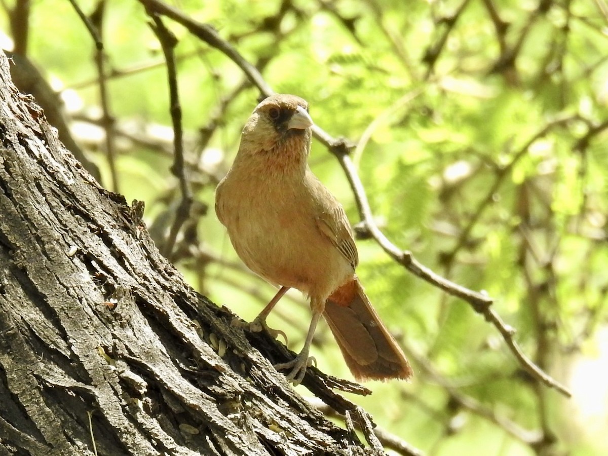 Abert's Towhee - ML643740439