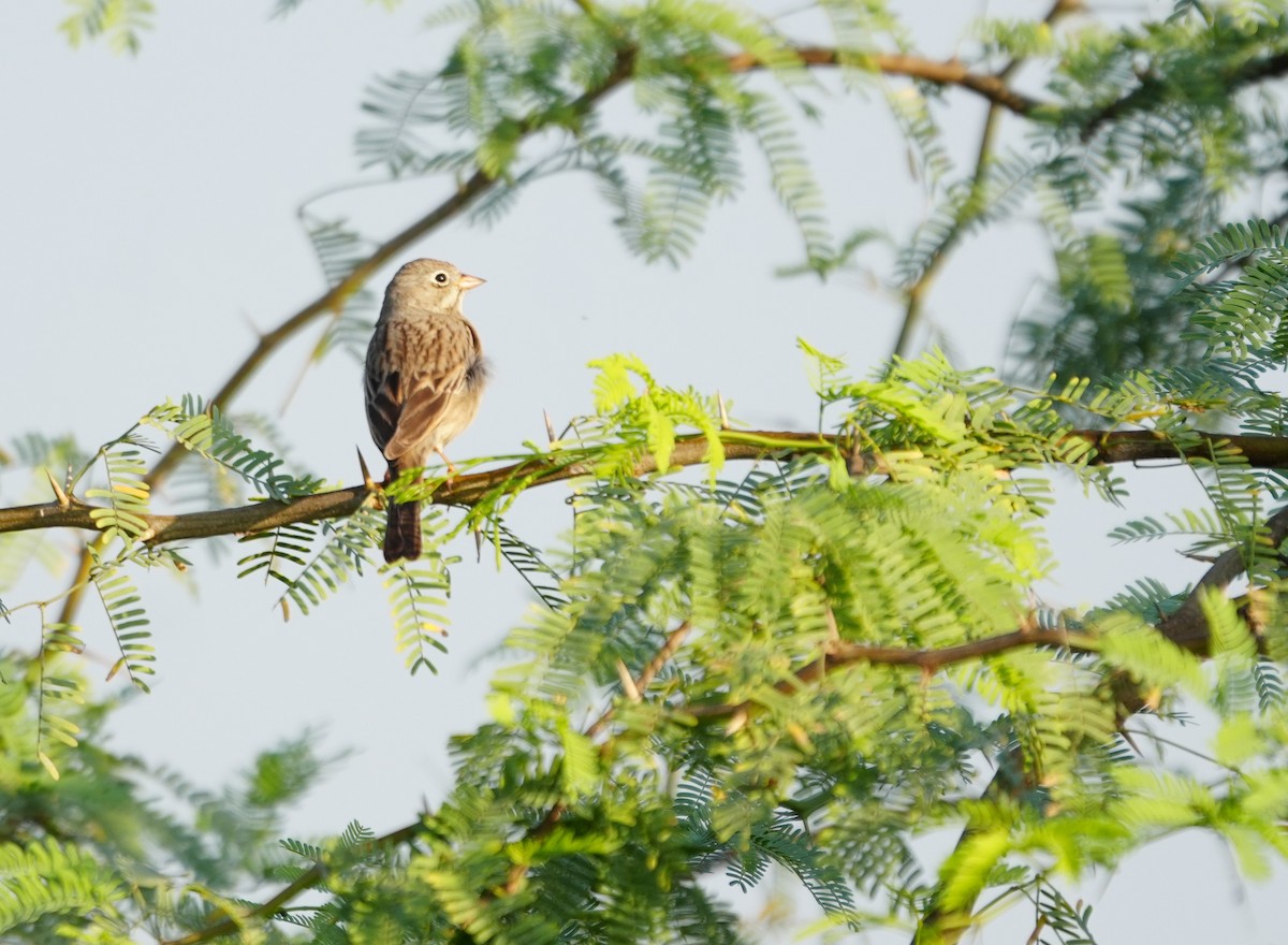 Gray-necked Bunting - ML643740440