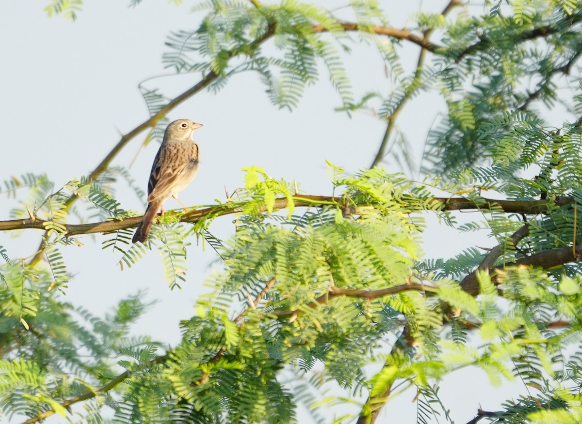 Gray-necked Bunting - ML643740441