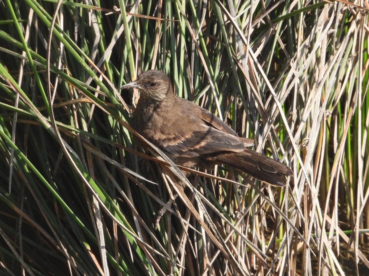 Surf Cinclodes - ML643740445