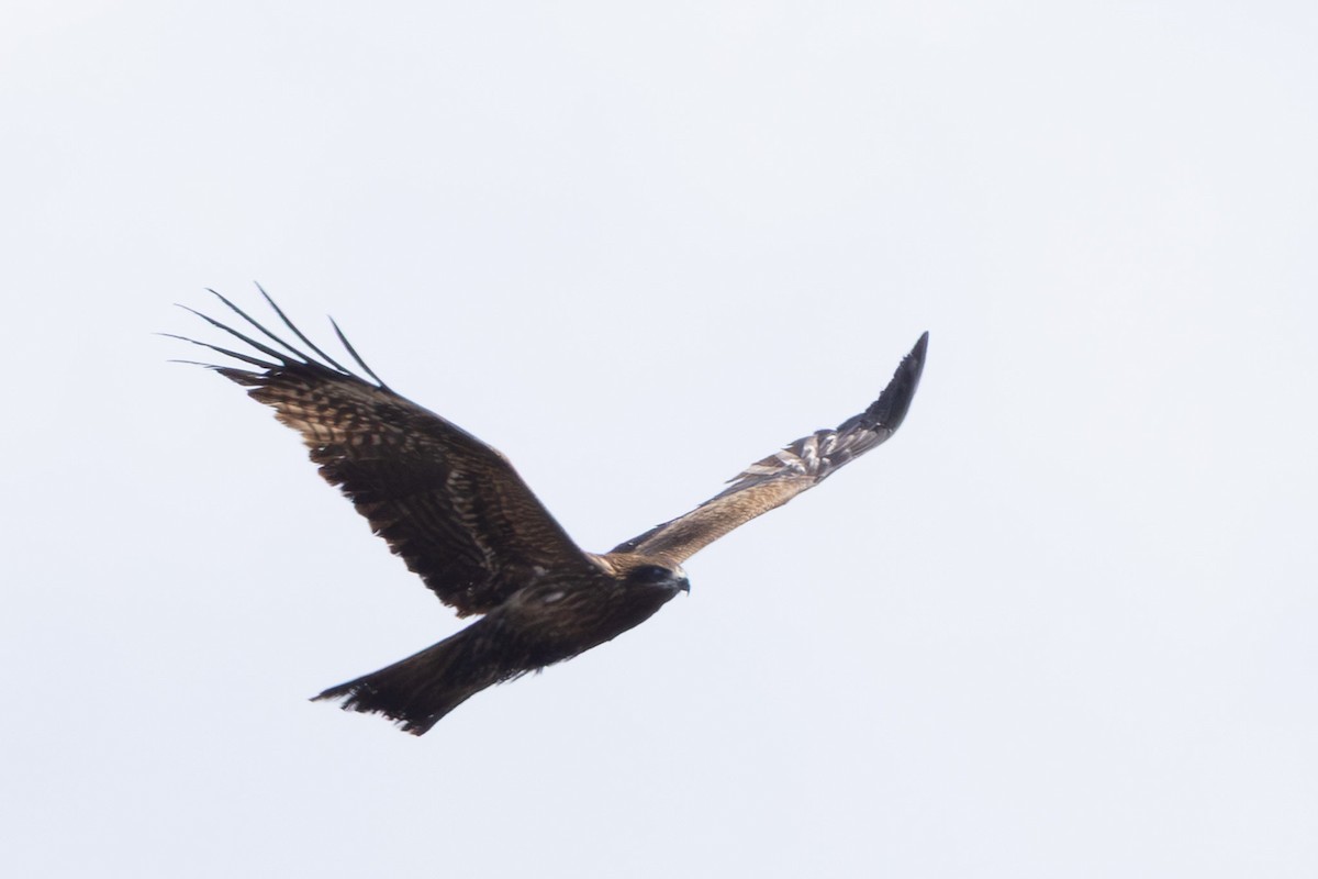 Black Kite (Black-eared) - ML643740446
