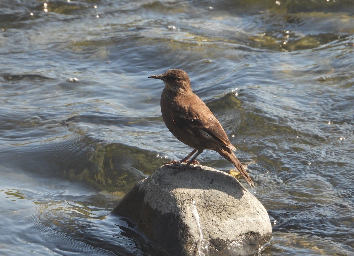 Surf Cinclodes - ML643740447