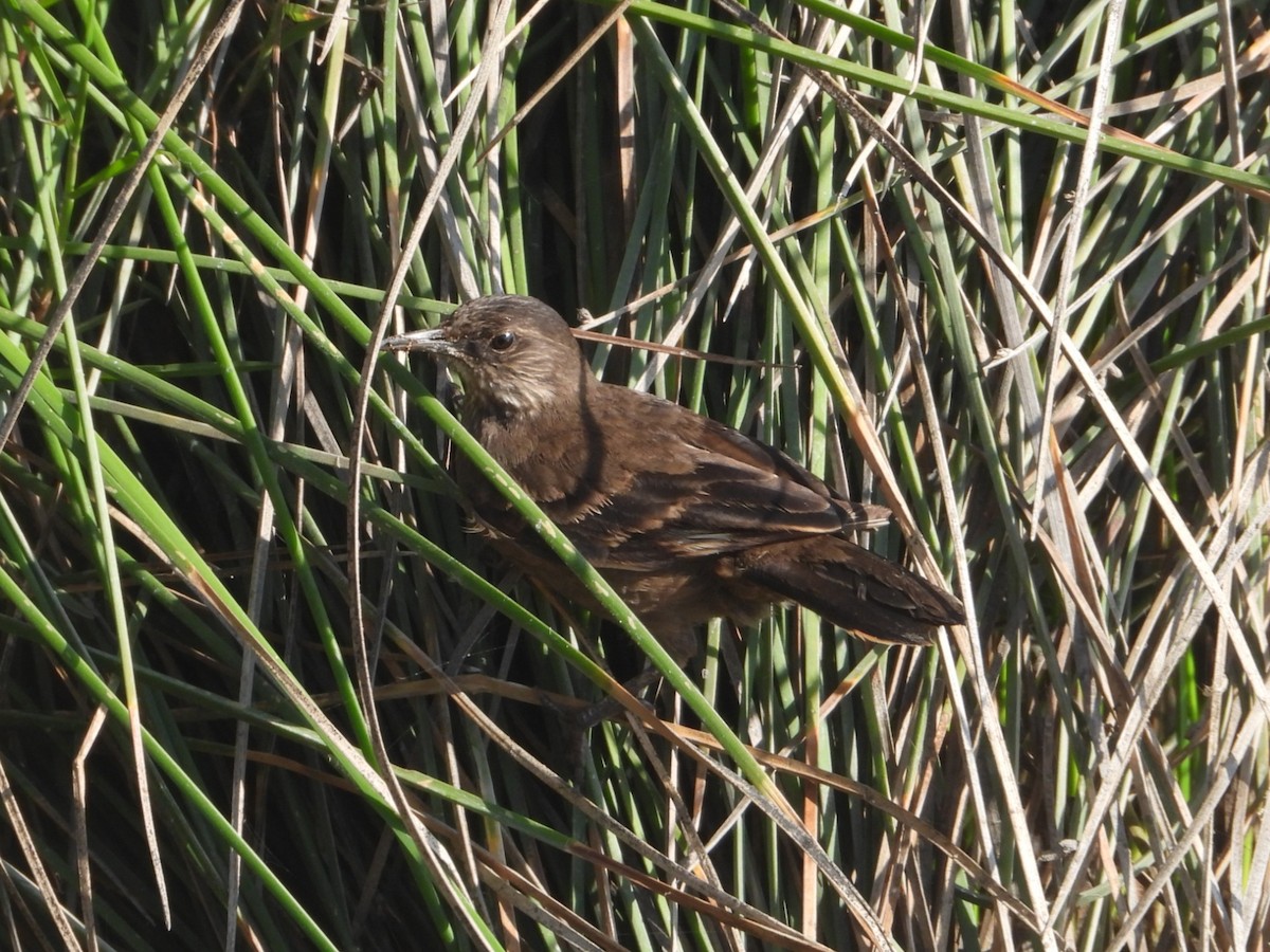 Surf Cinclodes - ML643740448