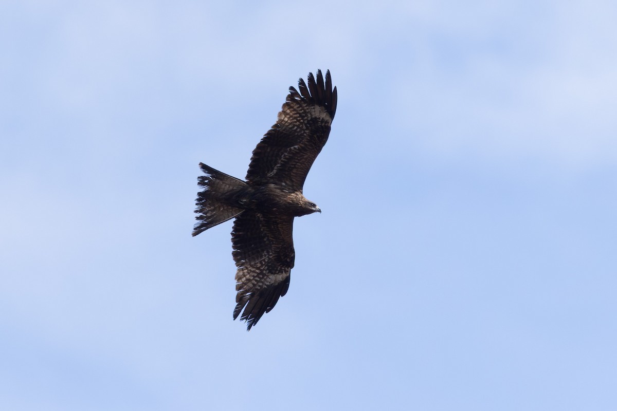 Black Kite (Black-eared) - ML643740449