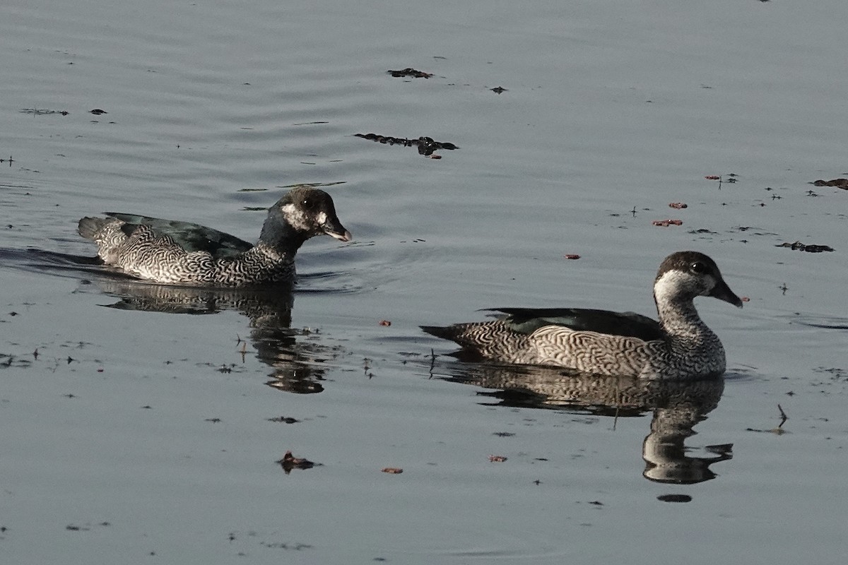 Green Pygmy-Goose - ML643740450