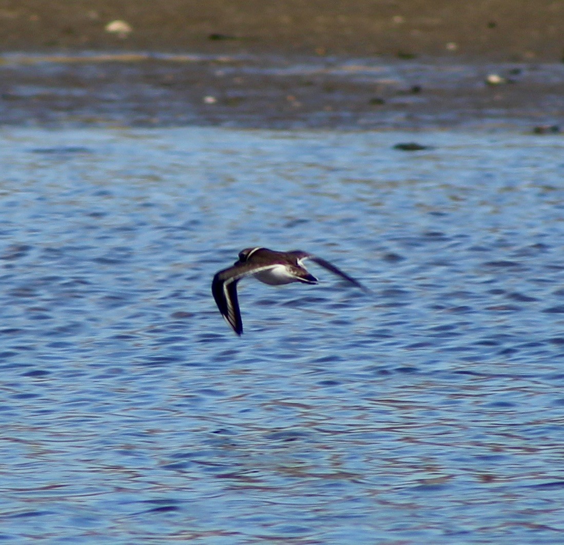 Semipalmated Plover - ML643740452
