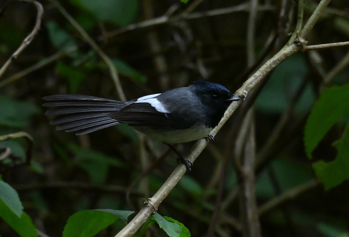 African Crested Flycatcher - ML643740500
