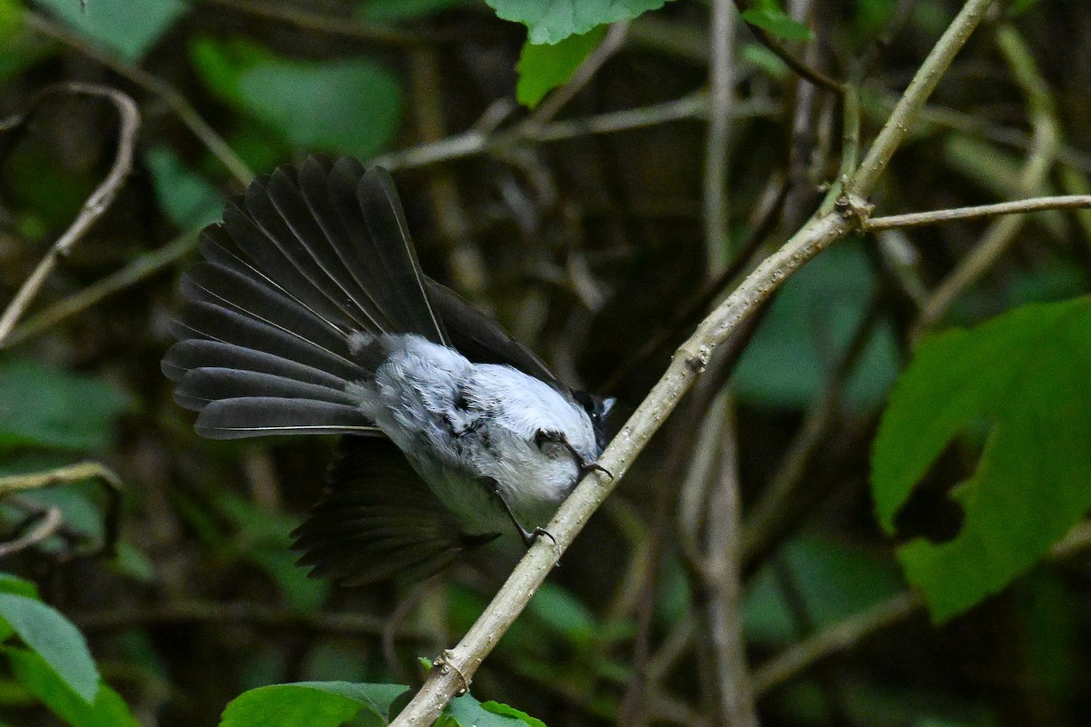African Crested Flycatcher - ML643740501