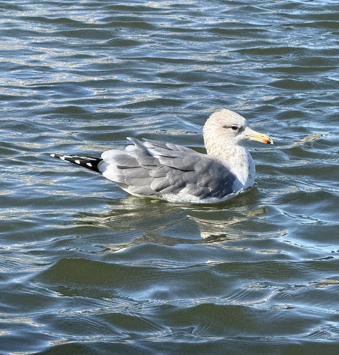præriegråmåke - ML643740506
