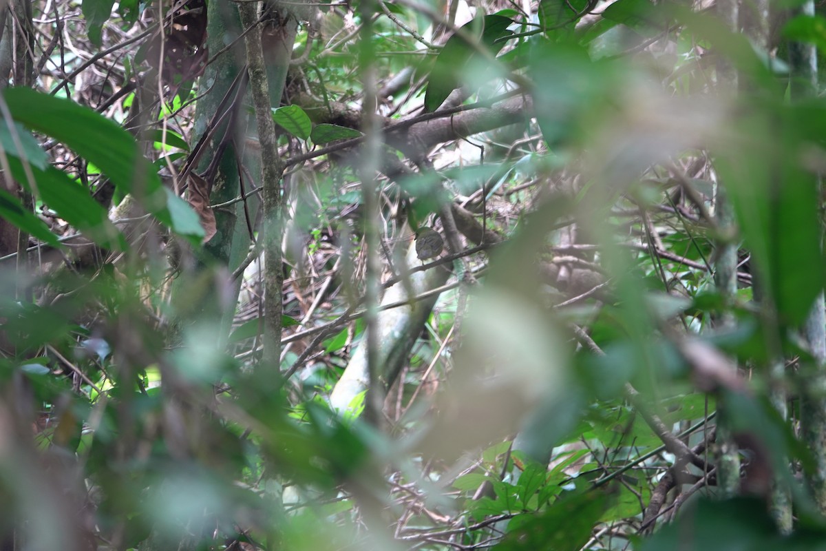 grønnmanakin - ML643740507