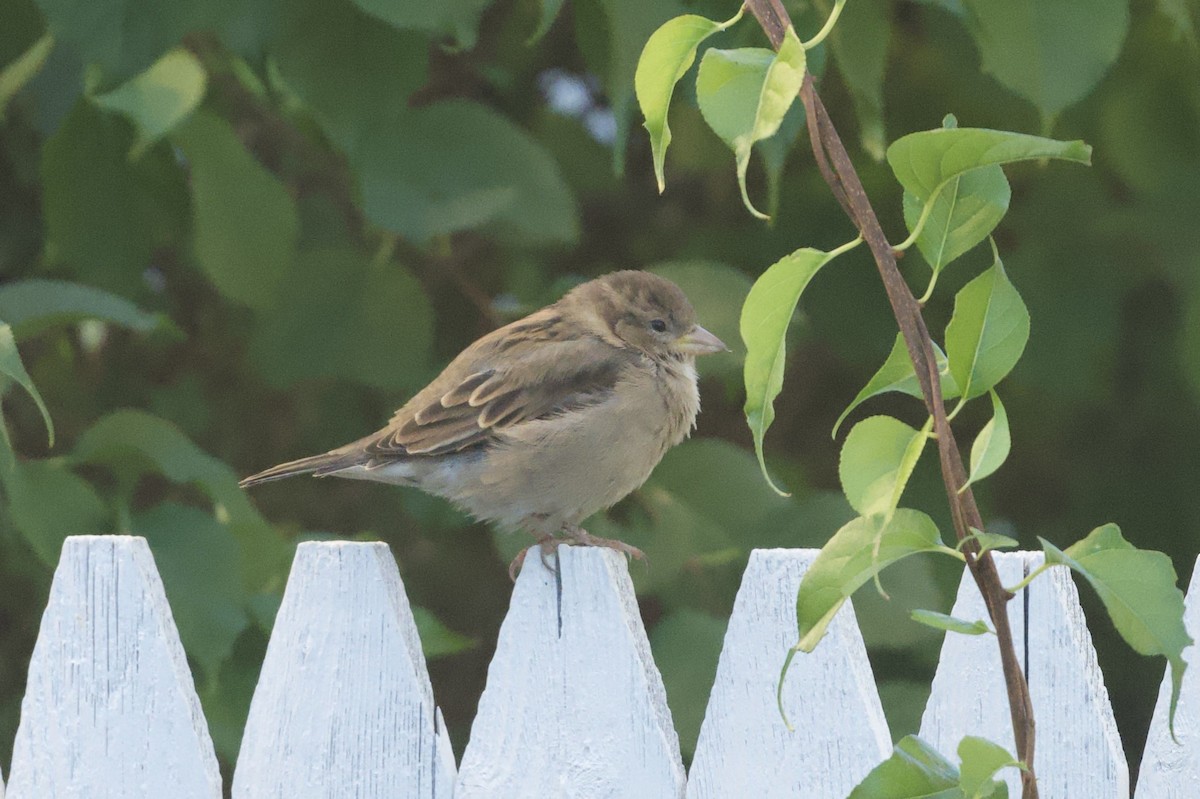 House Sparrow - ML643740511