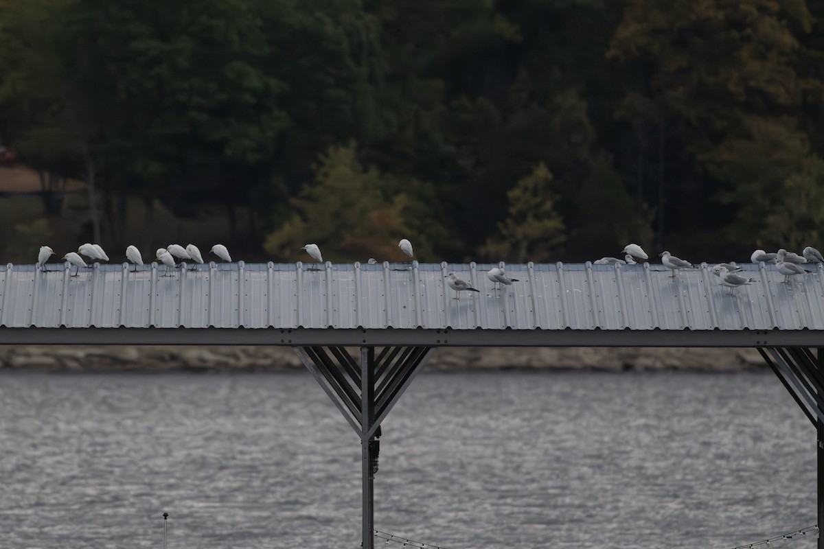 Héron garde-boeufs - ML643740513