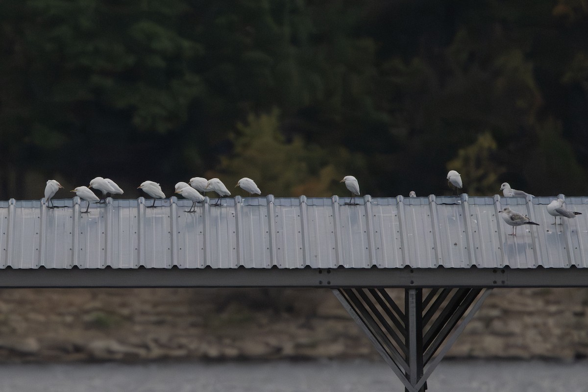 Héron garde-boeufs - ML643740516