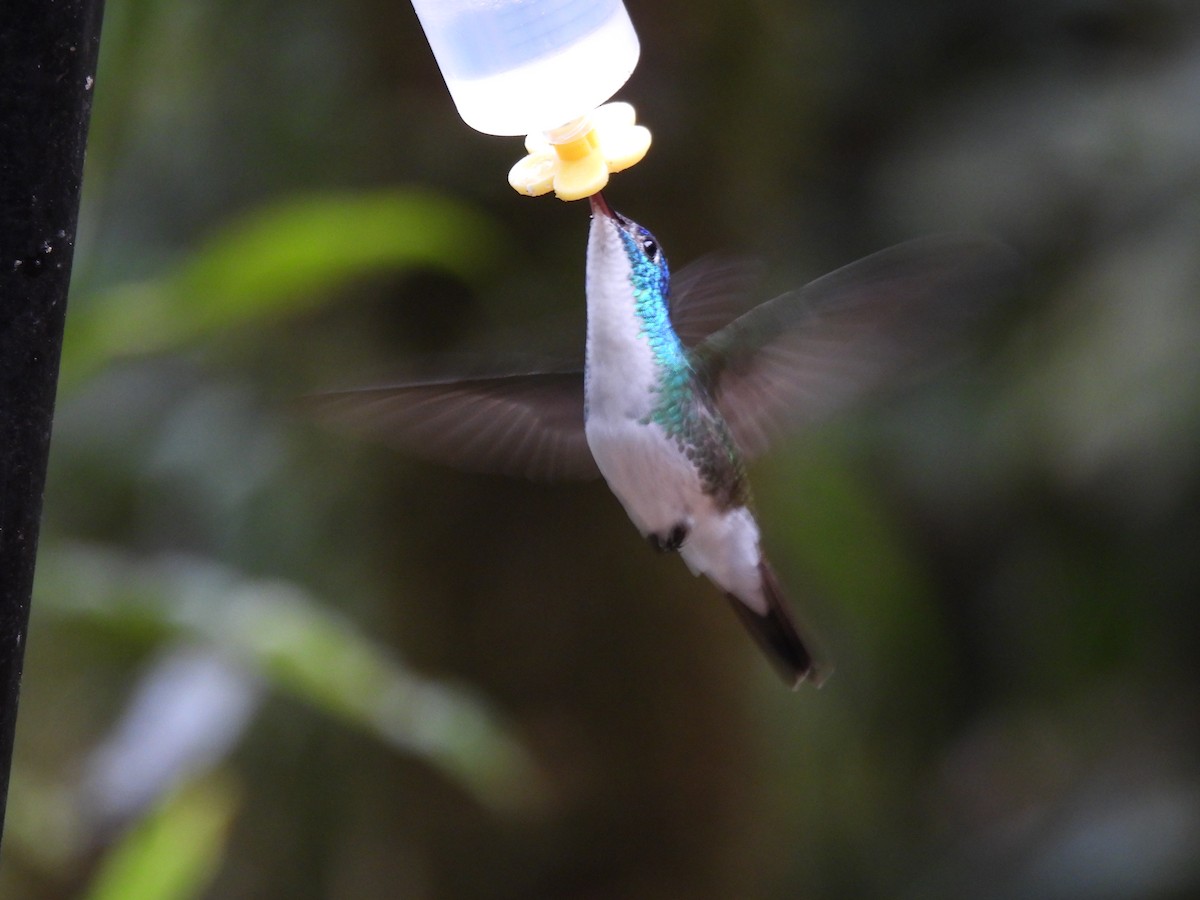 Andean Emerald - ML643740539