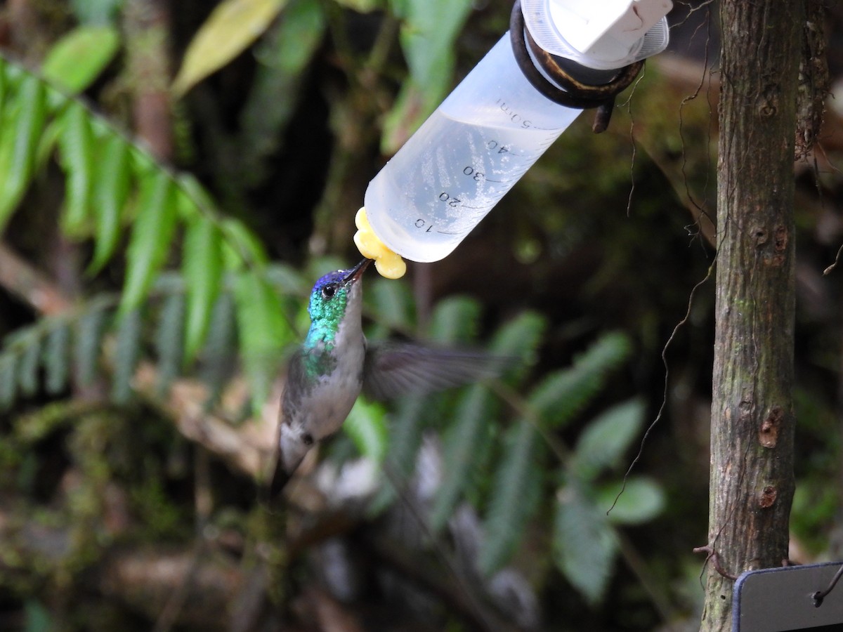 Andean Emerald - ML643740545