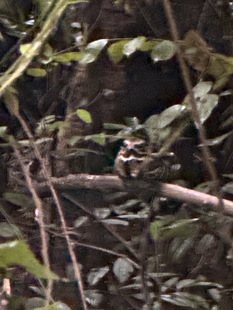 Large-tailed Nightjar - ML643740547