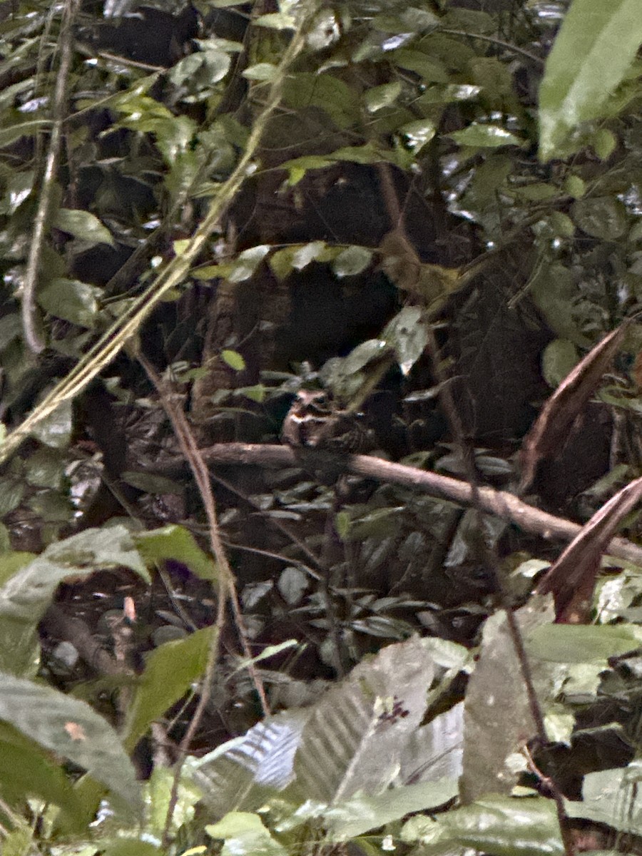 Large-tailed Nightjar - ML643740548