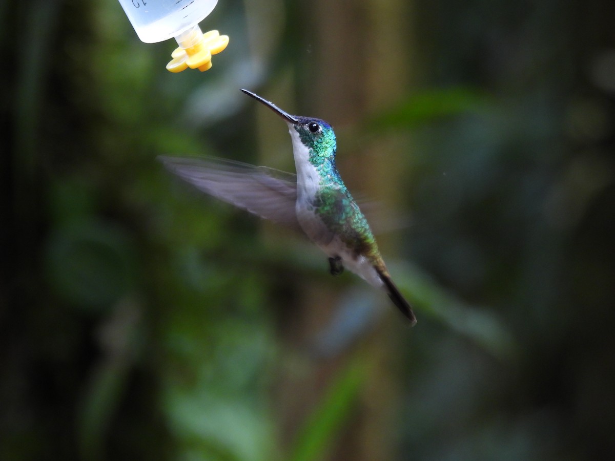 Andean Emerald - ML643740558
