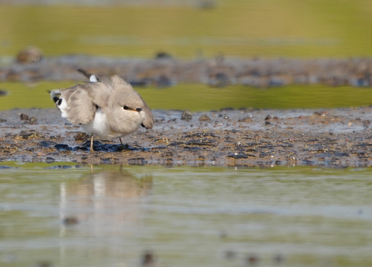 Small Pratincole - ML643740562
