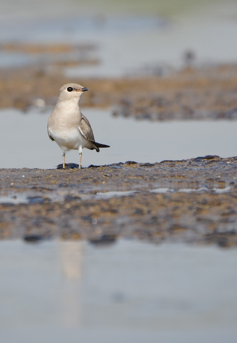 Small Pratincole - ML643740563