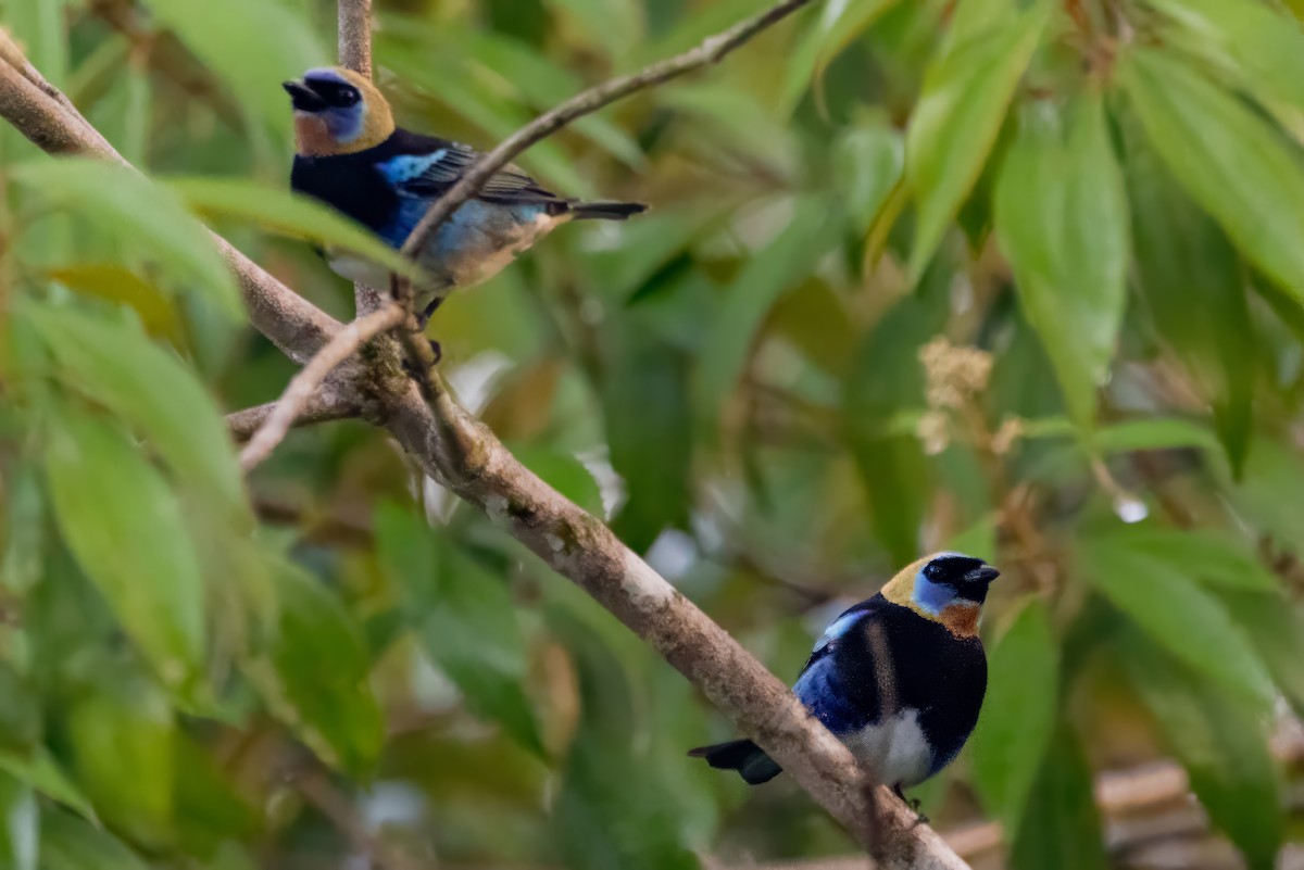 Golden-hooded Tanager - ML643740564