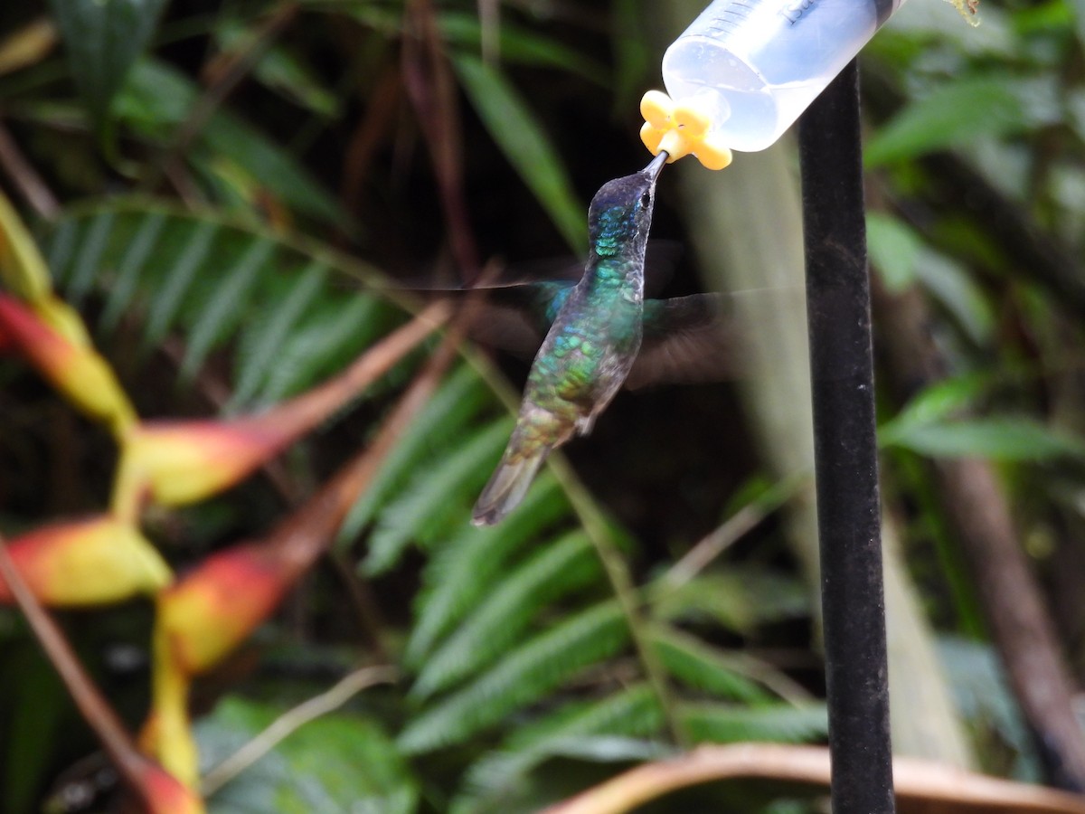 Andean Emerald - ML643740567