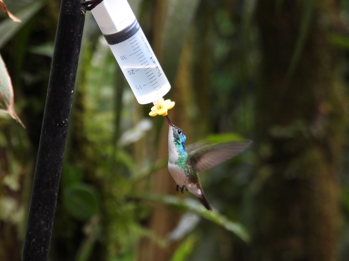 Andean Emerald - ML643740570