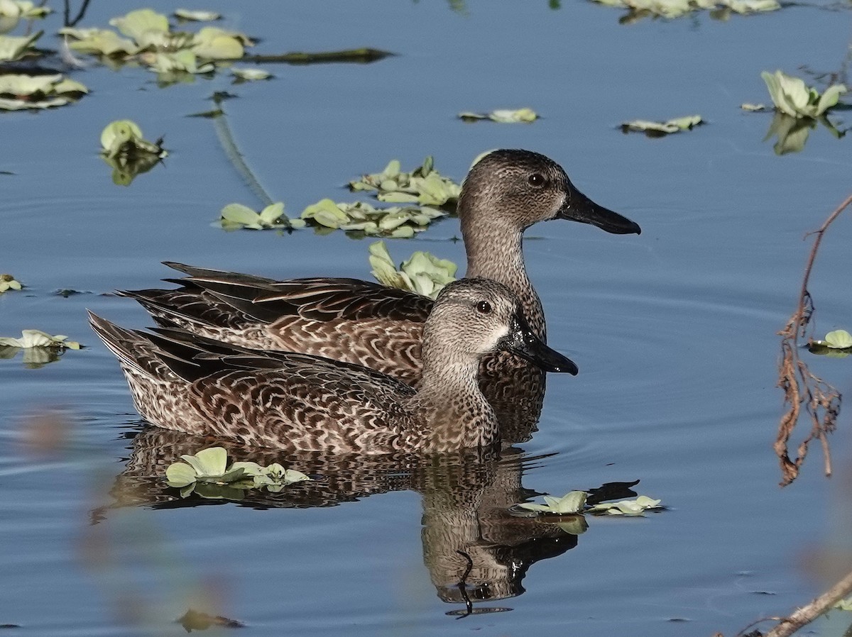 Blue-winged Teal - ML643740573