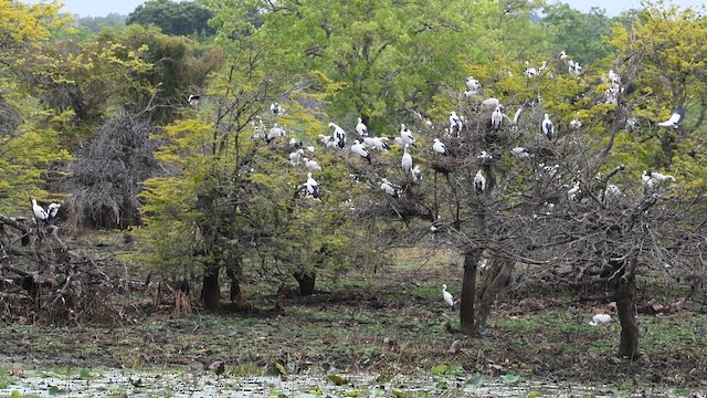 Asian Openbill - ML643740582