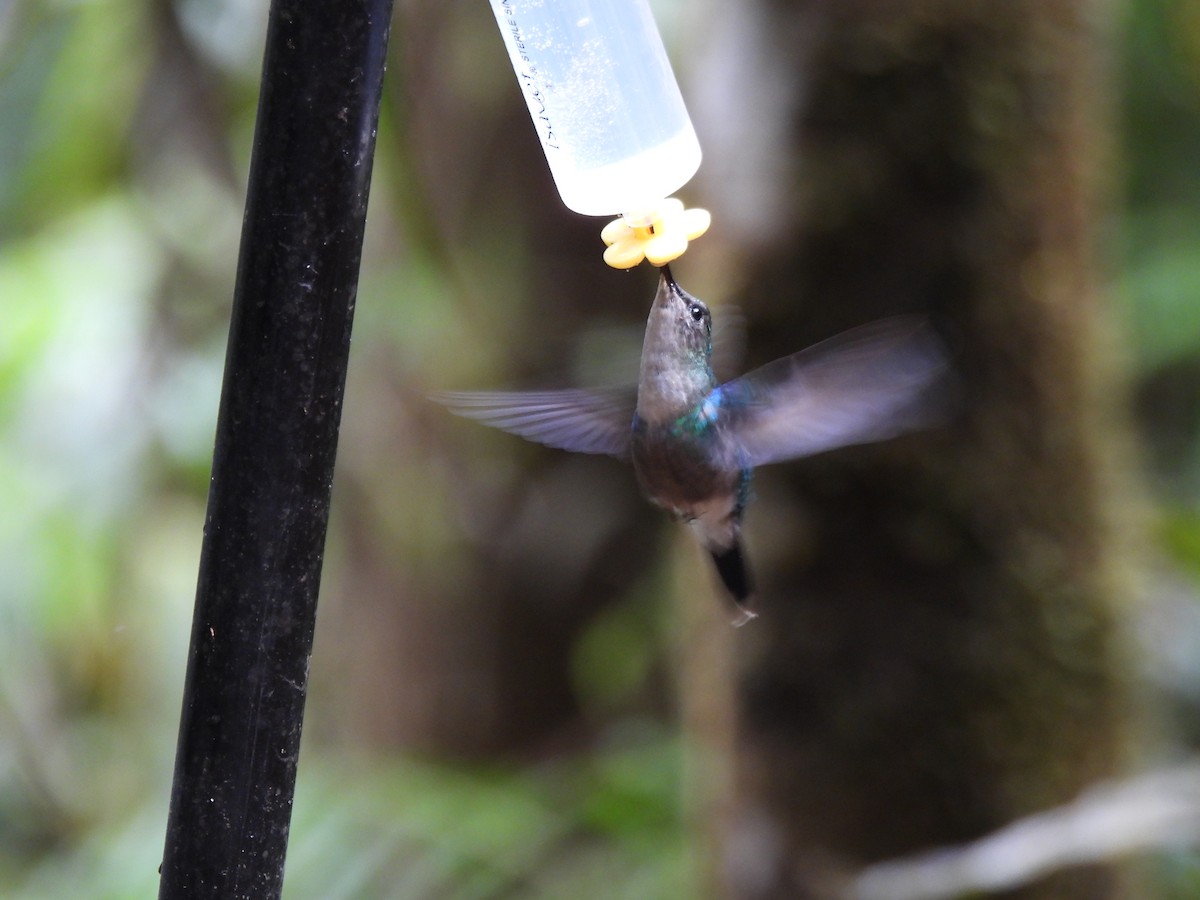 Crowned Woodnymph - ML643740585