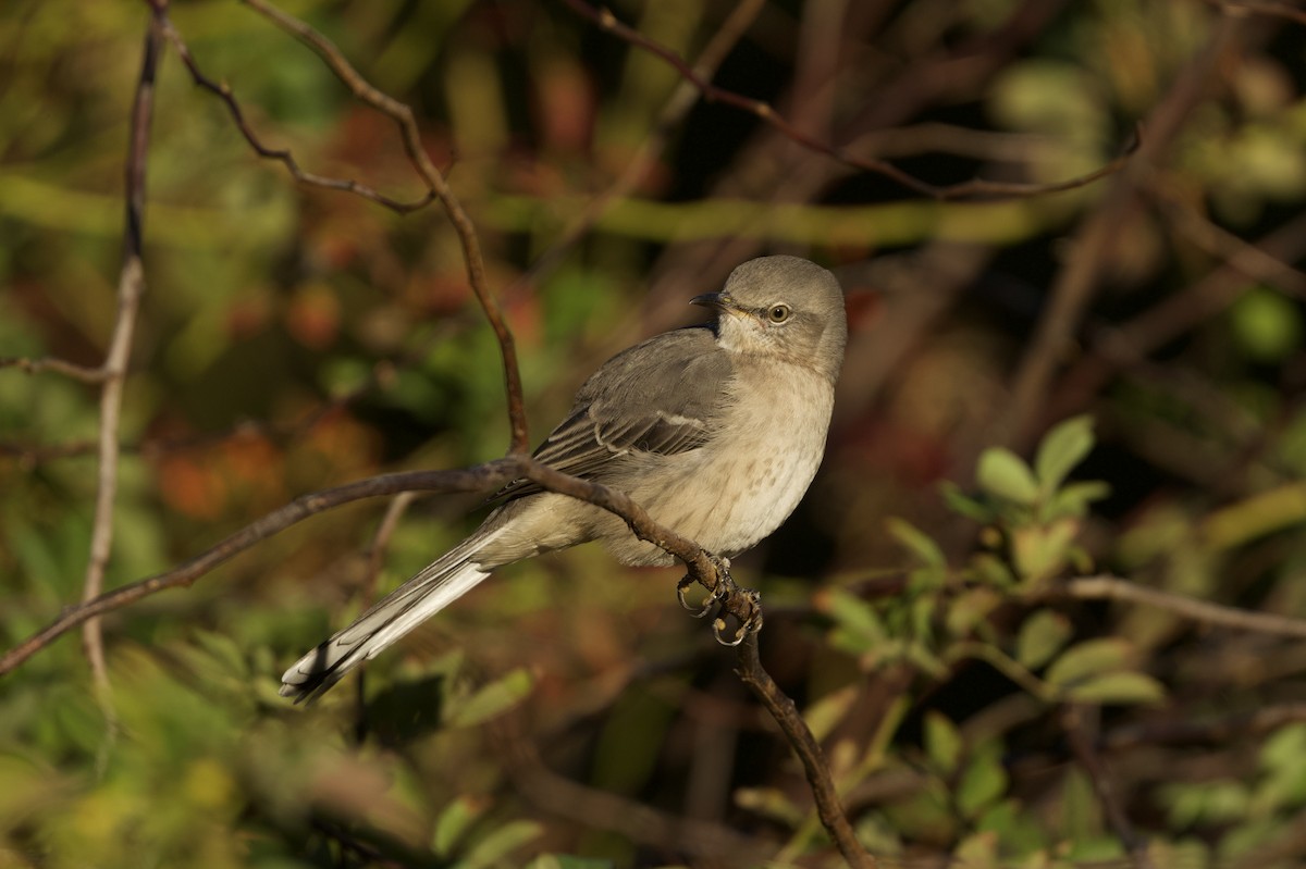 Northern Mockingbird - ML643740593