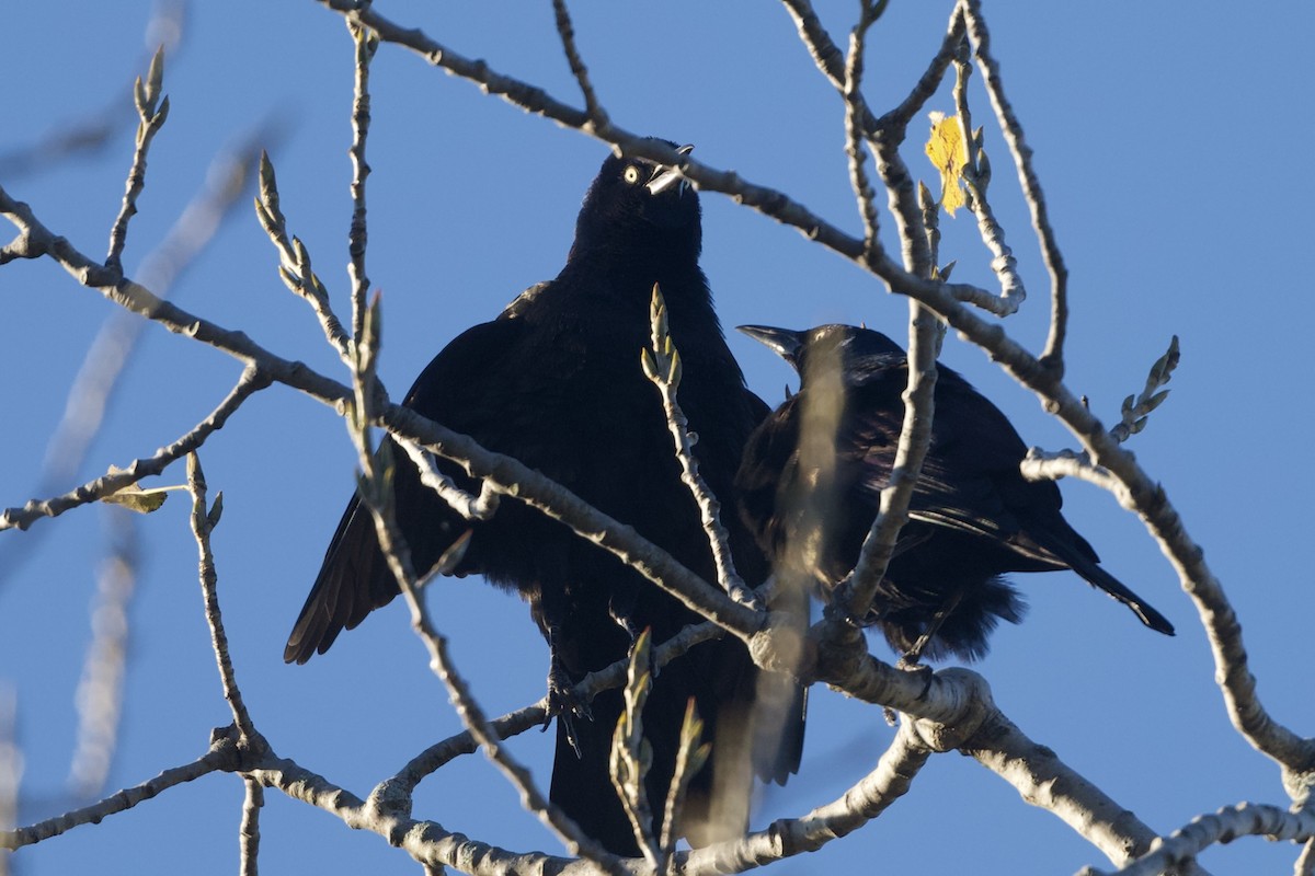 Common Grackle - ML643740606