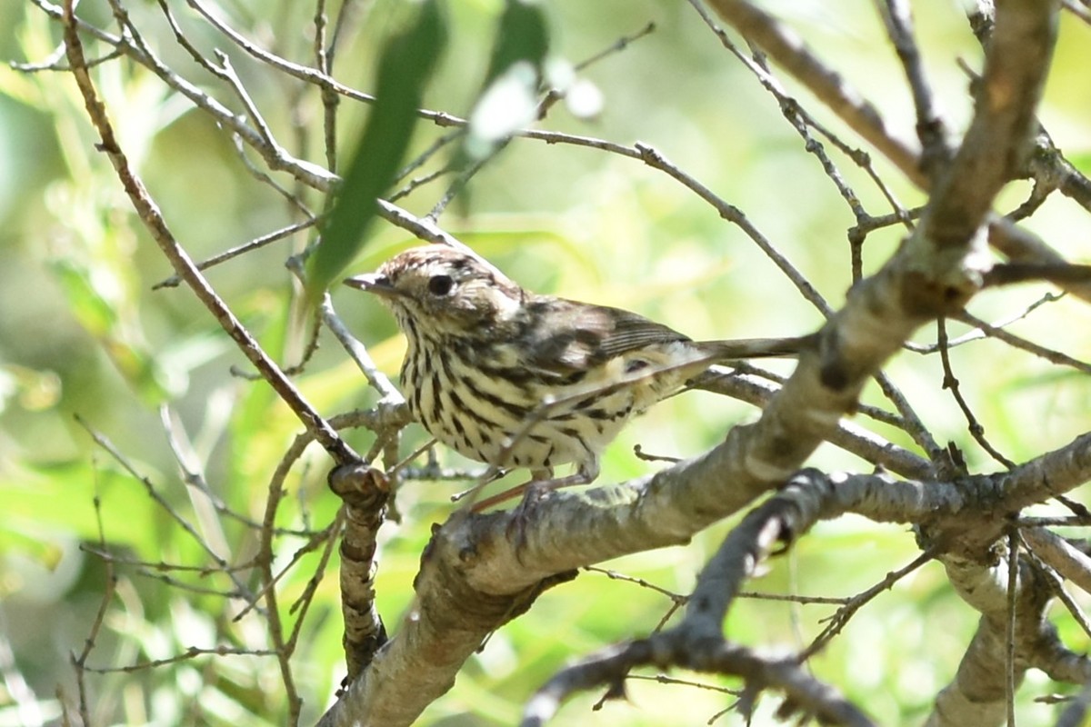 Speckled Warbler - ML643740610