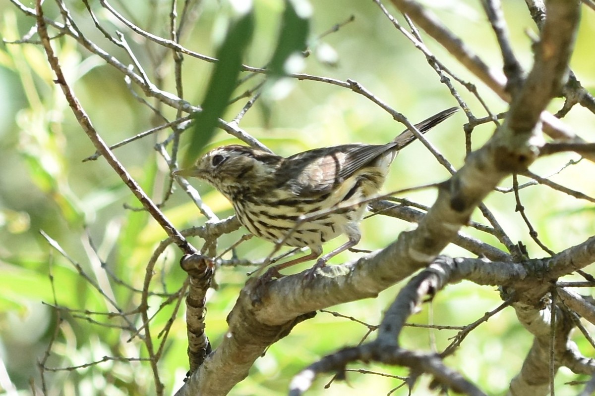 Speckled Warbler - ML643740615