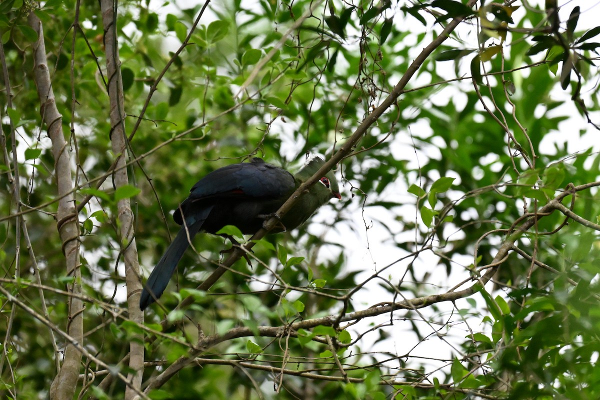 natalturako - ML643740617