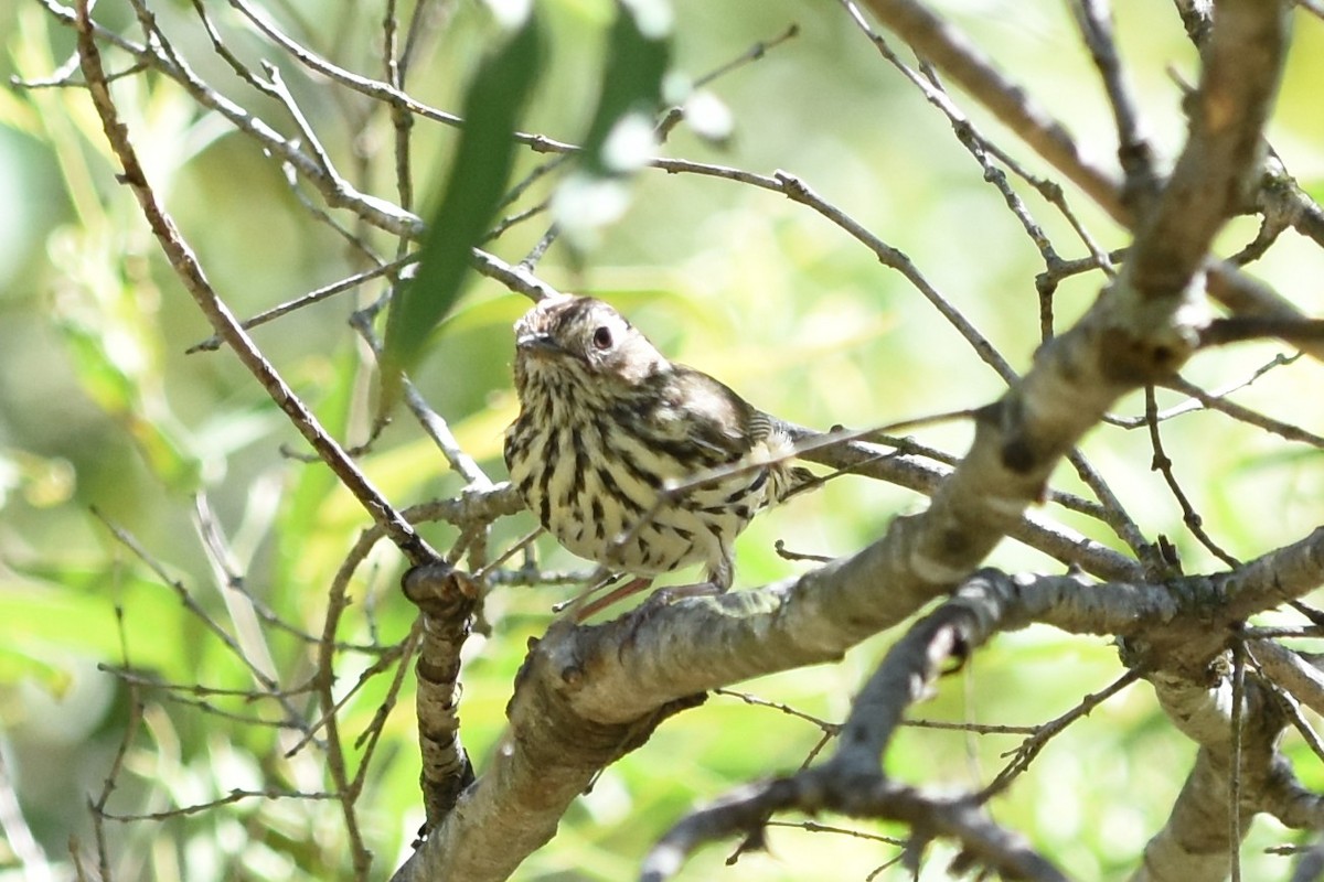 Speckled Warbler - ML643740626