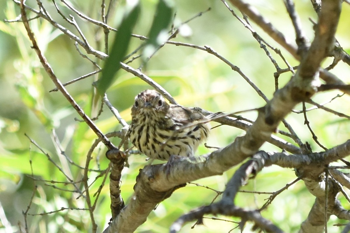 Speckled Warbler - ML643740635