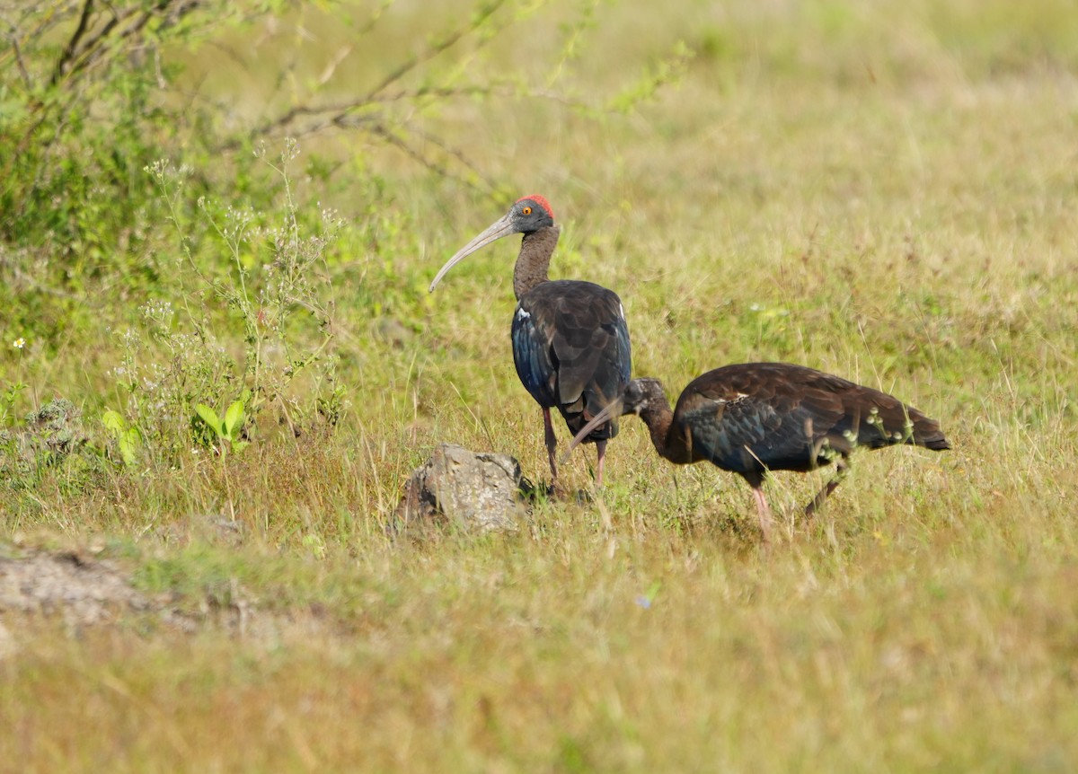 Red-naped Ibis - ML643740642