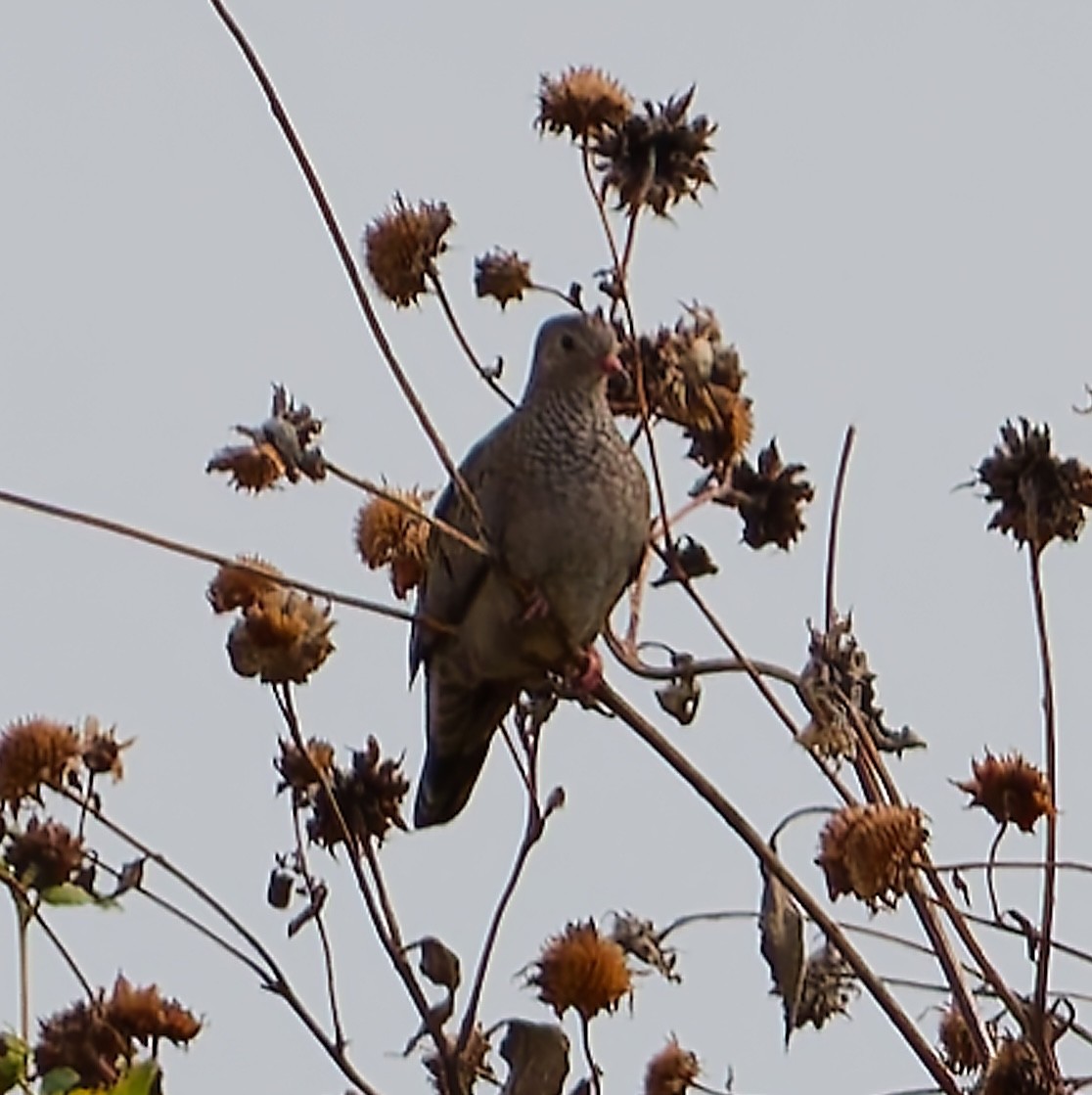 Common Ground Dove - ML643740654
