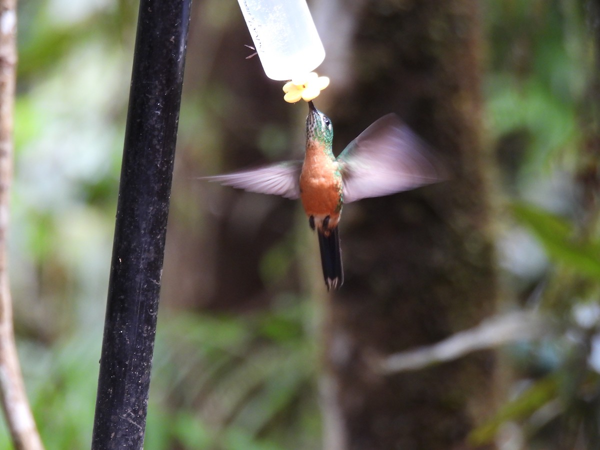 Long-tailed Sylph - ML643740662